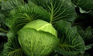 cabbage, cultivation, vegetables, healthy, cabbage field, green, food, nature, agriculture, leaves, fresh