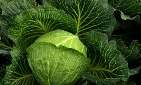 cabbage, cultivation, vegetables, healthy, cabbage field, green, food, nature, agriculture, leaves, fresh