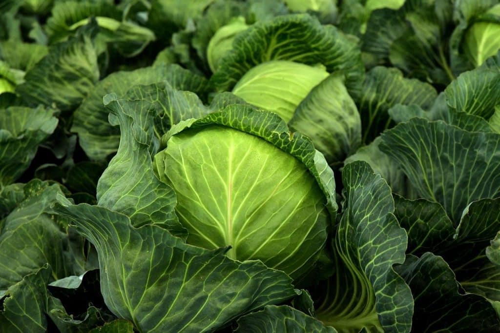 cabbage, herb, white cabbage, cultivation, vegetables, healthy, vitamins, winter vegetables, vegan, vegetarian, cabbage field, green, nature, food, agriculture, vegetable cabbage, leaves, fresh