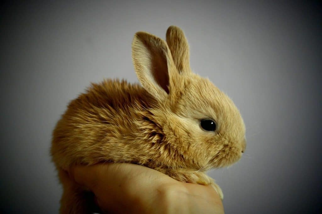 rabbit, bunny, nature, pet, young rabbit, baby rabbit, animal, cute, adorable, portrait