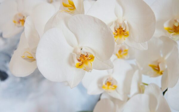 Orchidėja nežydi? Šis miltelių mišinys gali paskatinti žiedus pražyti net šaltuoju sezonu