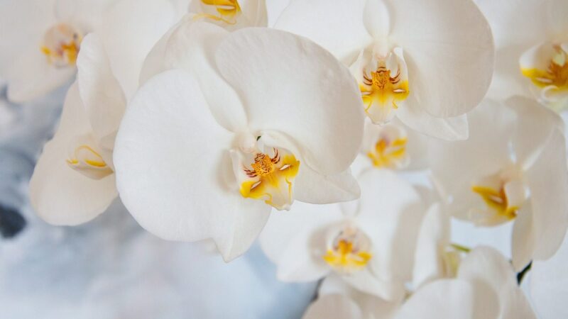 Orchidėja nežydi? Šis miltelių mišinys gali paskatinti žiedus pražyti net šaltuoju sezonu