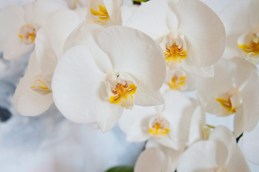 Orchidėja. Pixabay nuotr.