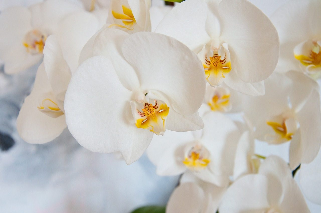Orchidėja nežydi? Šis miltelių mišinys gali paskatinti žiedus pražyti net šaltuoju sezonu
