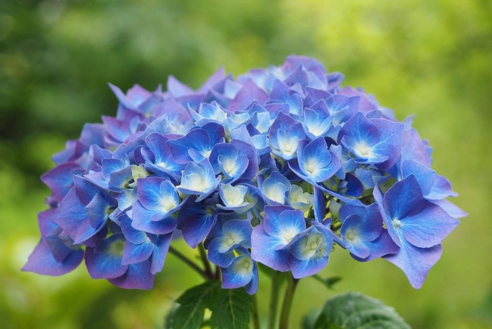 garden hydrangea, hydrangea, blossoms, blue, hydrangea macrophylla, hydrangea family, hydrangeaceae, hydrangea, hydrangea, hydrangea, hydrangea, hydrangea