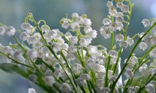 lilies of the valley, flowers, white flowers, petals, flower wallpaper, bloom, blossom, beautiful flowers, flora, plants, flower background, nature