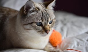 cat, pet, feline, animal, fur, kitty, domestic, nature, domestic cat, cat portrait, animal world