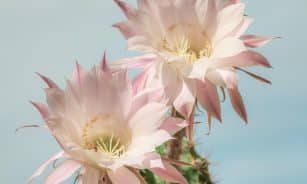 queen of the night, dutchman's pipe cactus, princess of the night, pink flowers, epiphyllum oxypetalum, cactus, blossom, bloom, cactus plant, cactus flowers, cactus, cactus, cactus, cactus, cactus