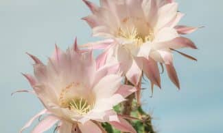 queen of the night, dutchman's pipe cactus, princess of the night, pink flowers, epiphyllum oxypetalum, cactus, blossom, bloom, cactus plant, cactus flowers, cactus, cactus, cactus, cactus, cactus