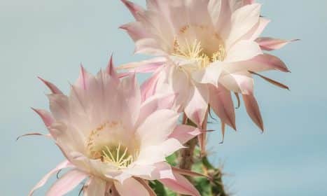 queen of the night, dutchman's pipe cactus, princess of the night, pink flowers, epiphyllum oxypetalum, cactus, blossom, bloom, cactus plant, cactus flowers, cactus, cactus, cactus, cactus, cactus