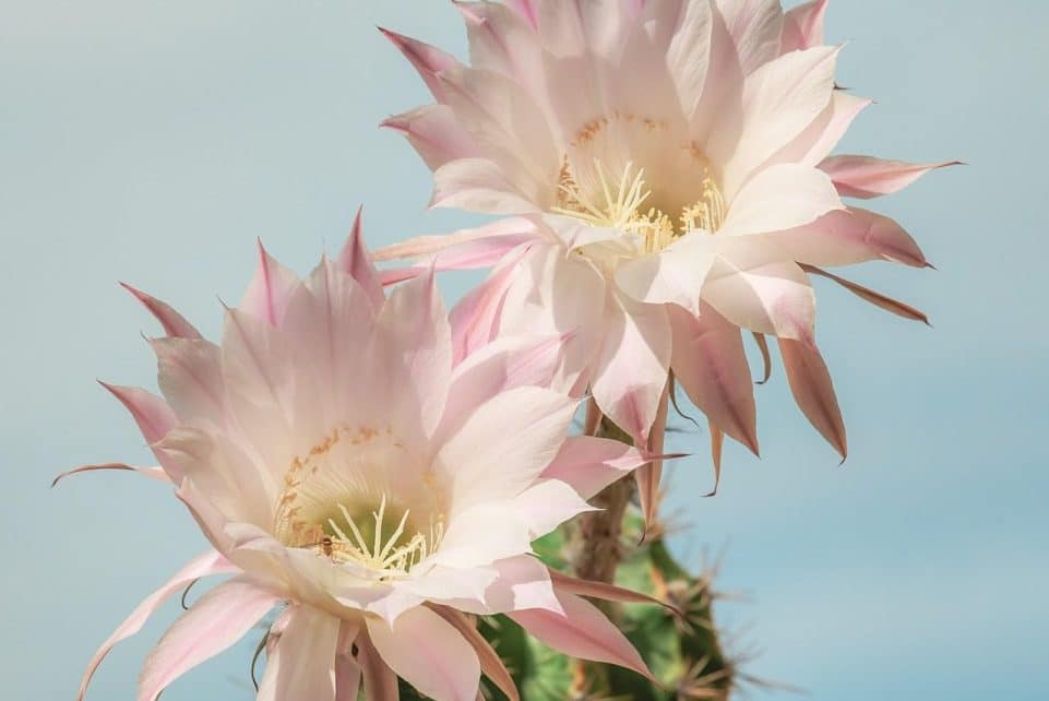 queen of the night, dutchman's pipe cactus, princess of the night, pink flowers, epiphyllum oxypetalum, cactus, blossom, bloom, cactus plant, cactus flowers, cactus, cactus, cactus, cactus, cactus