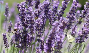 lavender, beautiful flowers, flower background, lavender field, butterfly, bee, flower wallpaper, bumblebee, insects, purple, blossom, bloom, nectar, pollinate, pollination, collect, nature, flora, garden, flower