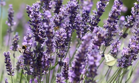 lavender, beautiful flowers, flower background, lavender field, butterfly, bee, flower wallpaper, bumblebee, insects, purple, blossom, bloom, nectar, pollinate, pollination, collect, nature, flora, garden, flower