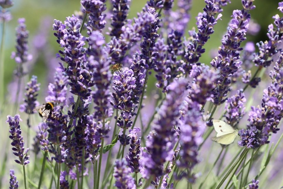 lavender, beautiful flowers, flower background, lavender field, butterfly, bee, flower wallpaper, bumblebee, insects, purple, blossom, bloom, nectar, pollinate, pollination, collect, nature, flora, garden, flower