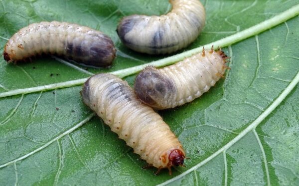 Nematomas priešas ryja jūsų derlių: šis užpilas padės visiems laikams pamiršti grambuolio lervas