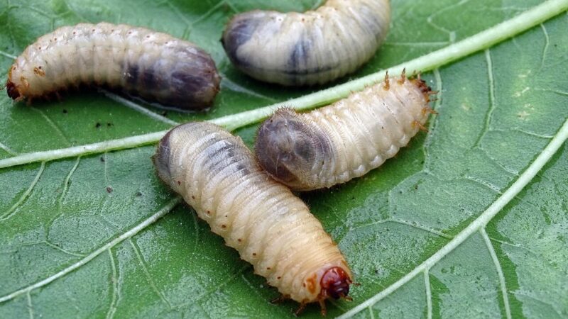 Nematomas priešas ryja jūsų derlių: šis užpilas padės visiems laikams pamiršti grambuolio lervas