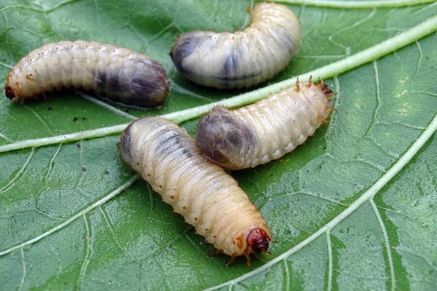 elders, larvae, beetle larvae, aphid, rose beetle, junior beetle, pest, compost, cockchafer larvae, beetle, larvae, larvae, larvae, larvae, larvae, compost