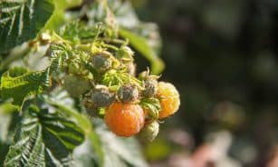 raspberry, raspberry bush, yellow, garden, summer, nature, fruit