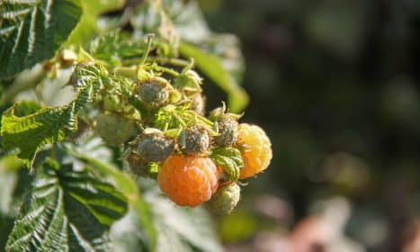 raspberry, raspberry bush, yellow, garden, summer, nature, fruit