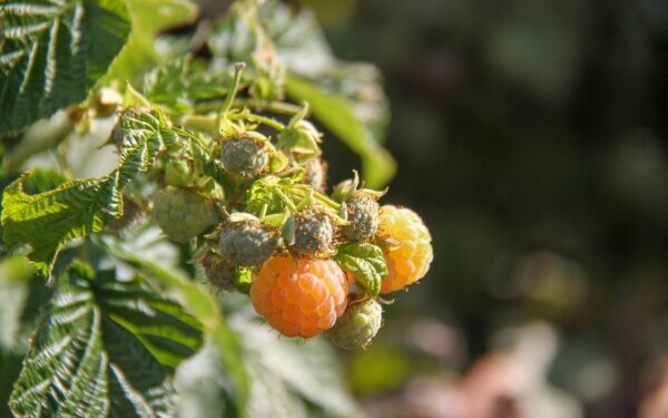 Uogų bus dvigubai daugiau: sužinokite, kaip teisingai genėti avietes pavasarį