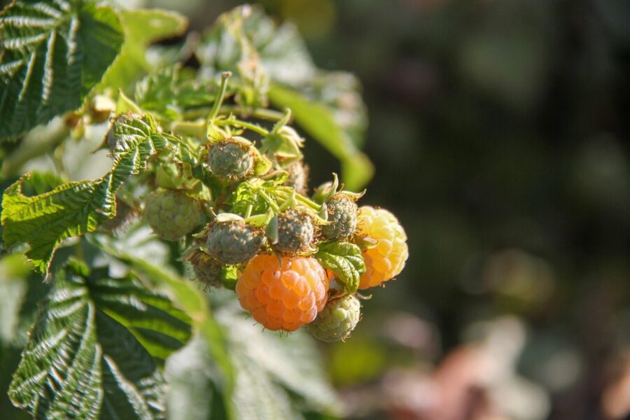 raspberry, raspberry bush, yellow, garden, summer, nature, fruit