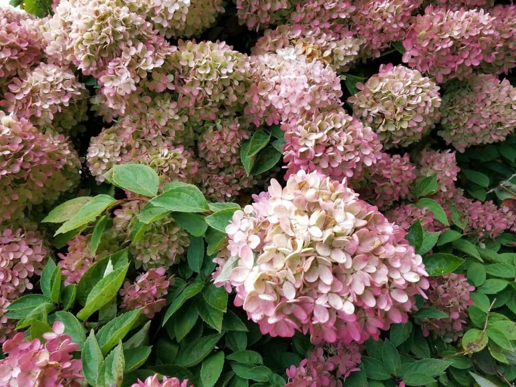 hydrangea paniculata limelight, end of summer, blue ridge mountains, green and pink