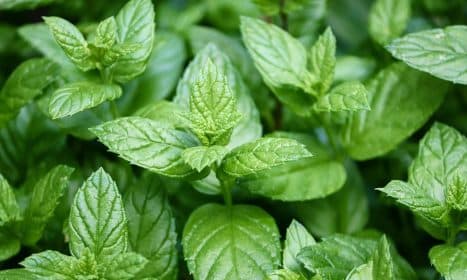 peppermint, mentha, nature, leaves, peppermint leaves, medicinal plant, aromatic plant, smell, aromatic, tea, peppermint tea, peppermint oil, medicine, ethereal, close up