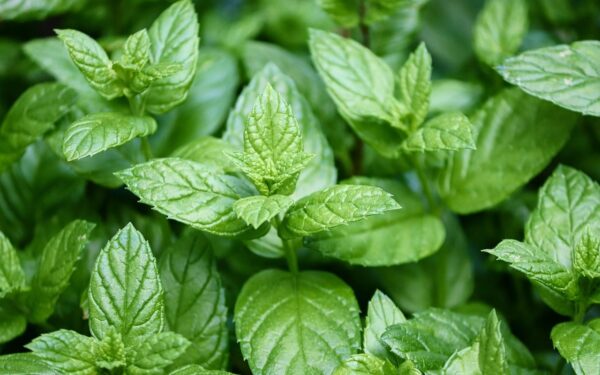 Alzheimerio ligos priešnuodis darže: mokslininkai atskleidė stulbinantį eterinių aliejų poveikį