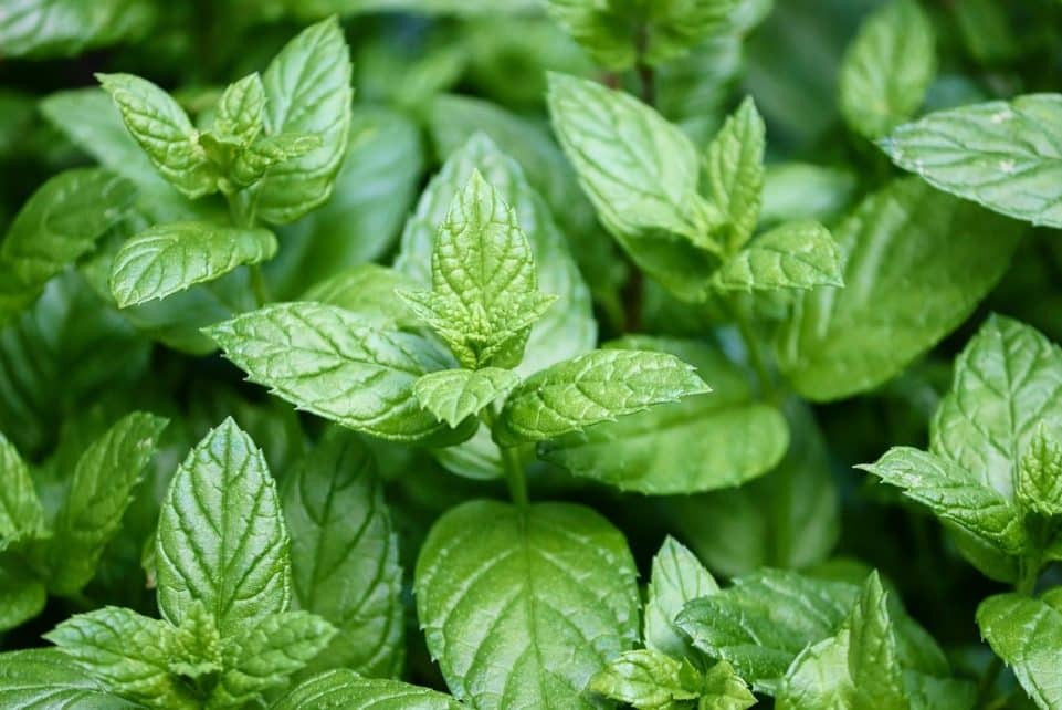 peppermint, mentha, nature, leaves, peppermint leaves, medicinal plant, aromatic plant, smell, aromatic, tea, peppermint tea, peppermint oil, medicine, ethereal, close up