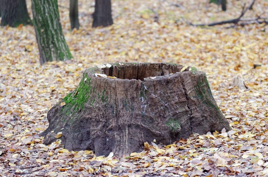 trunk, tree, cut, nature, muscle, forest, the autumn, leaves, dry, down, colors, ground