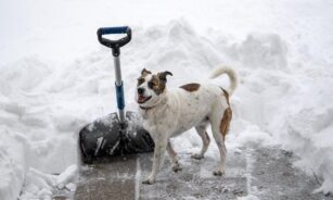 snow shovel, dog, snow, patio, pet, animal, digging out, nature, canine, cute