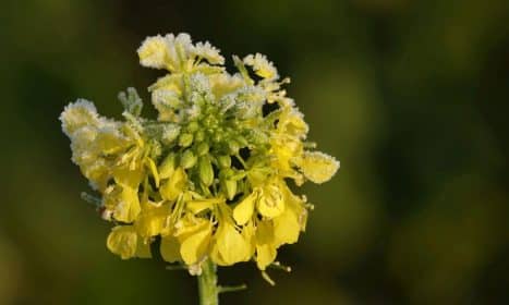 yellow mustard, mustard, frozen, wintry, cold, icy, frost, plant, mustard flower, blossom, bloom, yellow, ice cream, close up, ice crystals, bright, sunny, nature, frosty, mustard plant