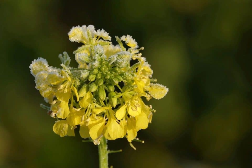 yellow mustard, mustard, frozen, wintry, cold, icy, frost, plant, mustard flower, blossom, bloom, yellow, ice cream, close up, ice crystals, bright, sunny, nature, frosty, mustard plant