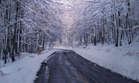 trees, forest, winter, snow, season, path, travel, scenic, outdoors, haze, landscape, nature, winter, winter, winter, winter, winter, snow, snow