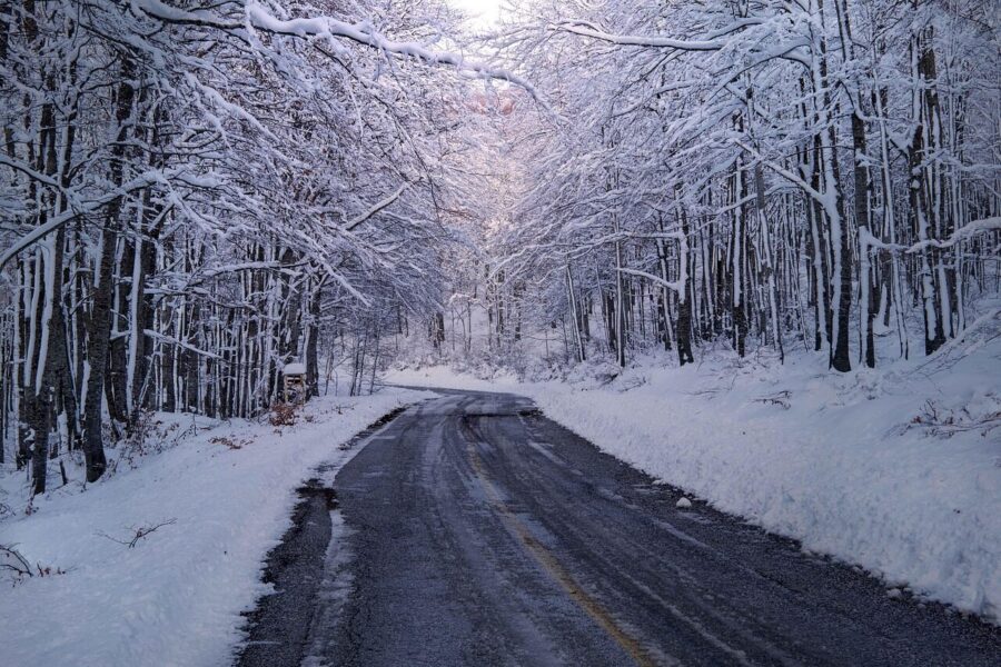 trees, forest, winter, snow, season, path, travel, scenic, outdoors, haze, landscape, nature, winter, winter, winter, winter, winter, snow, snow