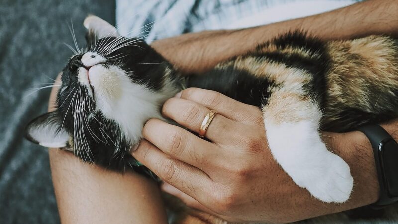 Veterinarai įspėja: klaida, kurią daro dauguma kačių šeimininkų, gali brangiai kainuoti