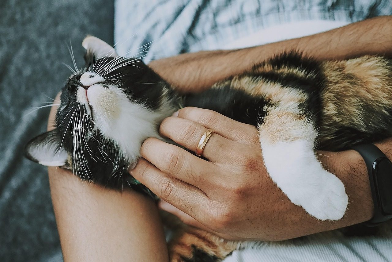 Veterinarai įspėja: klaida, kurią daro dauguma kačių šeimininkų, gali brangiai kainuoti