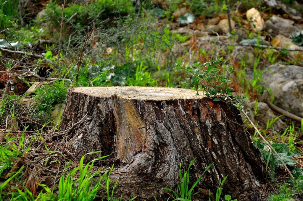 cut trunk, trunk, tree trunk, nature, forest