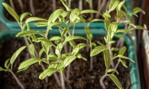 young plants, tomatoes, cultivate, prefer, germinate, seedlings, sowing, nature, grow, seeds, plant, sprout, growth, seedling, spring