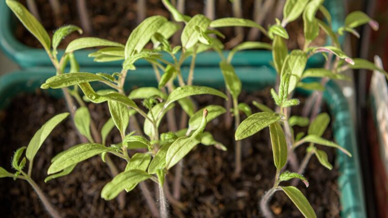 Norite derliaus anksčiau? Atskleidė gudrybę, kuri padės išsaugoti jūsų pomidorus