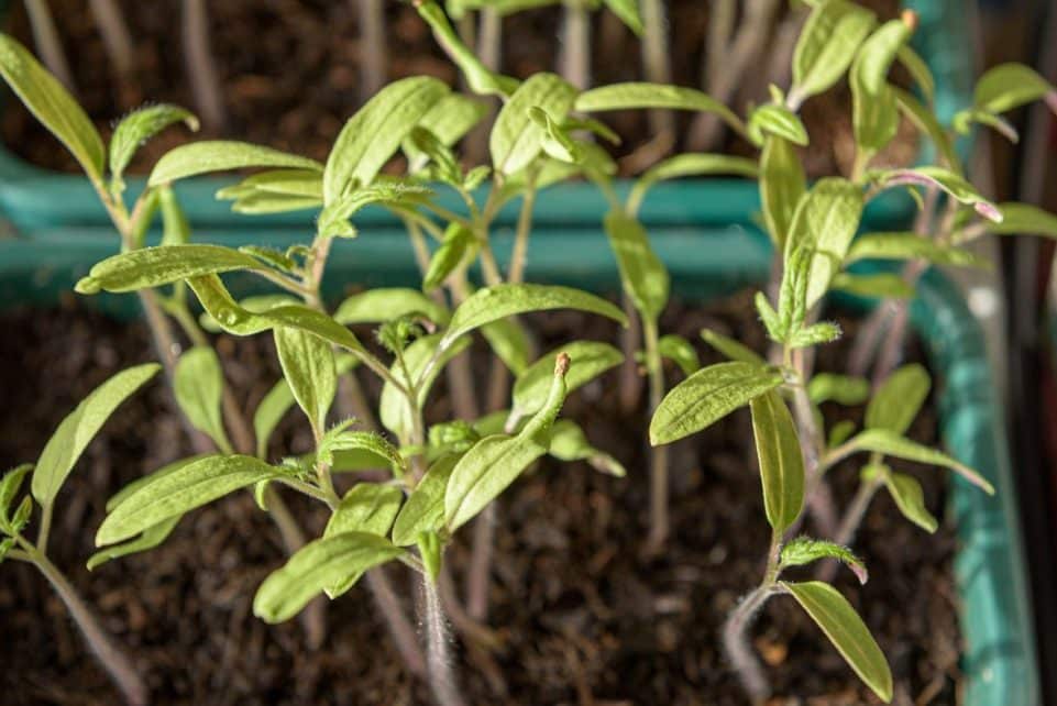 young plants, tomatoes, cultivate, prefer, germinate, seedlings, sowing, nature, grow, seeds, plant, sprout, growth, seedling, spring