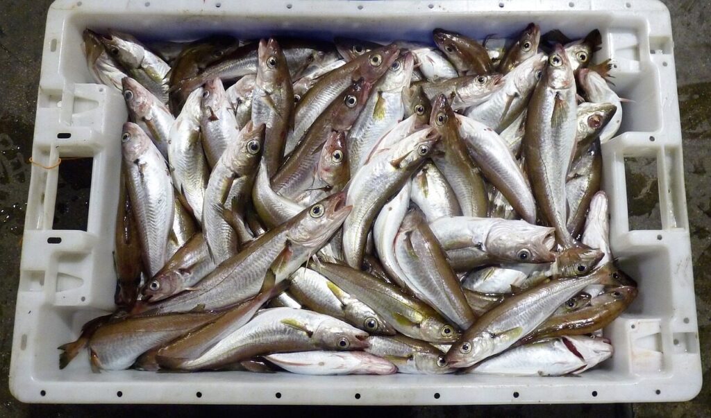 fish, box, silver, fishing industry, gray fish, gray fishing, nature, gray box, gray industry