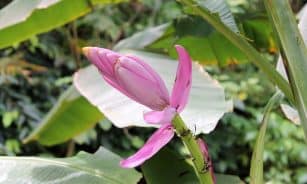 banana flower, musa velutina, fruit, blossom, bloom, healthy, nature, rainforest, bio