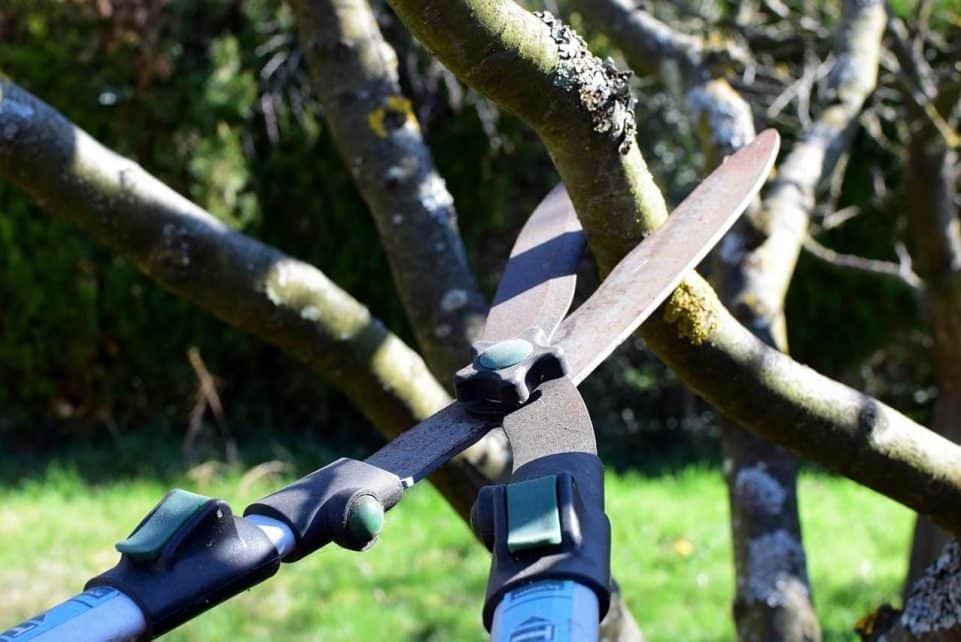 pruning shears, hedge trimmer, nature, tree cutter, tree, garden