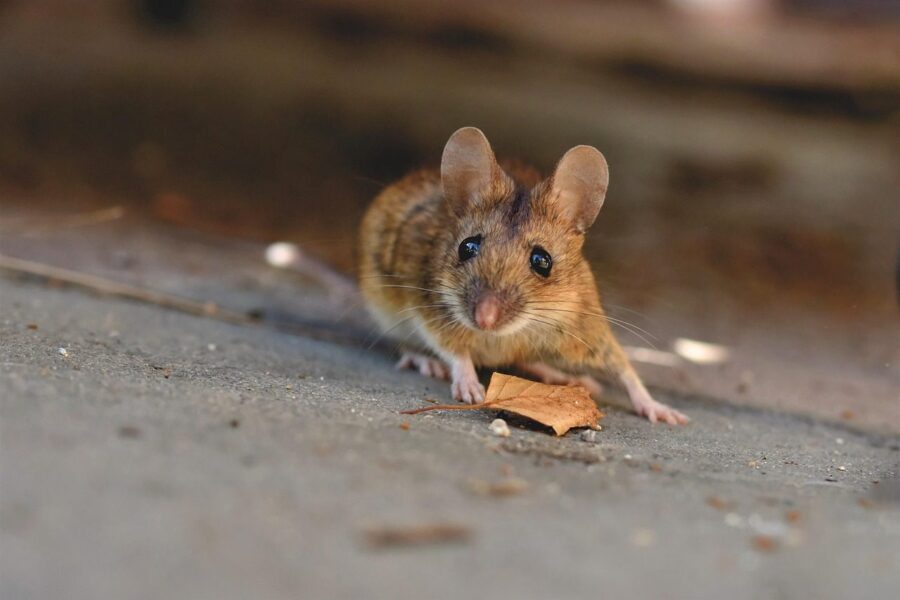 house mouse, mouse, long-tailed mouse, rodent, button eyes, small, nature, curiosity, creature, animal, cute