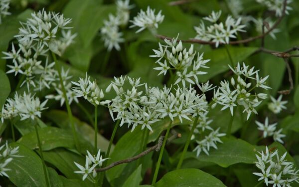 Neskinkite šio augalo miške: už vitaminų dozę lėkštėje galite gauti milžinišką baudą