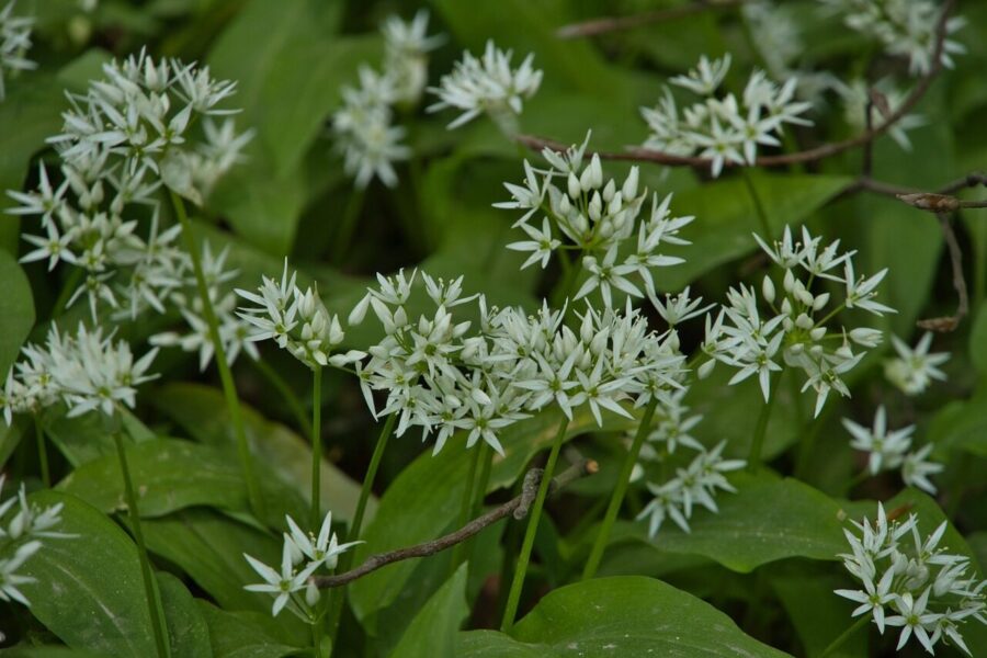 wild garlic, wild garlic plants, forest, wild garlic flowers, nature, landscape, spring, plants, plant species, knoblauc hard, bear garlic, garlic spinach, forest garlic, rinsed garlic, dog garlic, witch onion