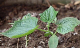 seedlings, planting trees, nature, cucumber plants, garden, tree