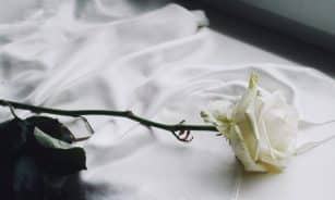 rose, vintage, rose flower, white rose