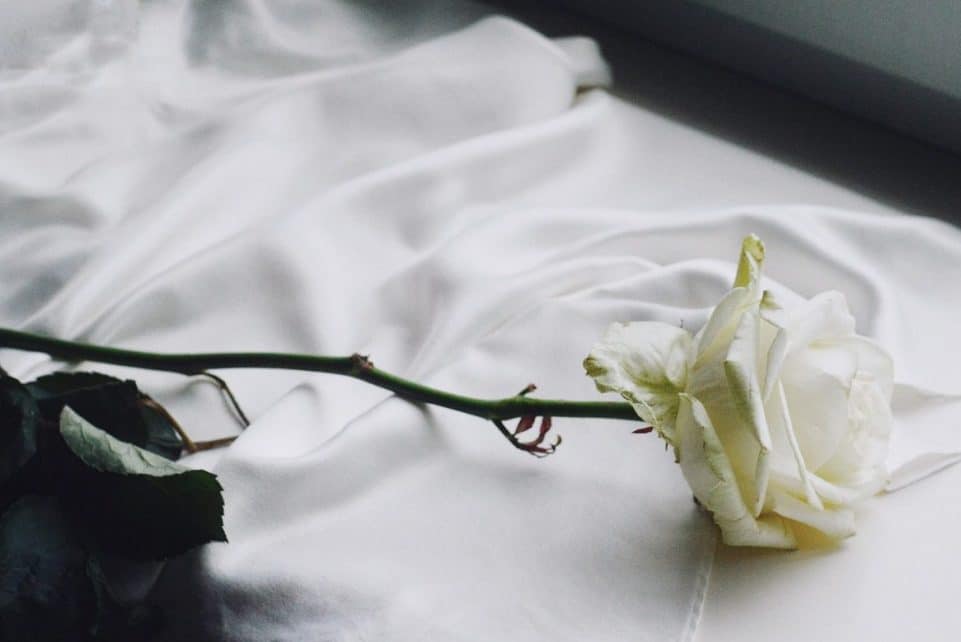 rose, vintage, rose flower, white rose